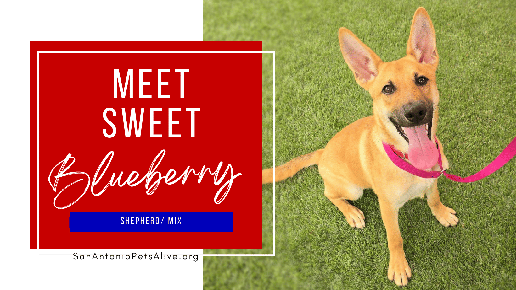 Sweet Blueberry Shepherd Mix